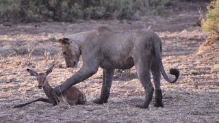 Lioness Caught Baby Impala [upl. by Magnolia]