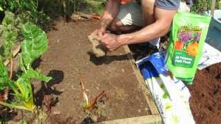 1 of 3 Planting RadishesPreparing the Soil and Seed Spacing My 1st Vegetable Garden  MFG [upl. by Siurad34]