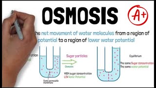 OSMOSIS  Biology GCSE and iGCSE Exam Revision [upl. by Brandais]