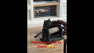 Playing the new toy by our cat Cosmo highlights cats catlover homemade instacat kitten kitty [upl. by Toft532]