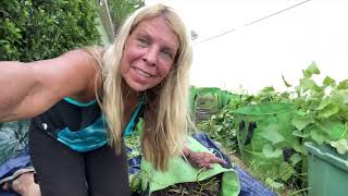 Harvesting Sweet Potatoes out of potato bags [upl. by Aileme]