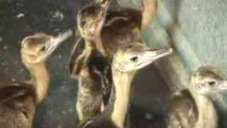 Raising RheasFrom Eggs to Adults Video [upl. by Ambros]