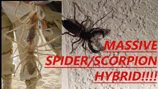 MASSIVE SPIDERSCORPION HYBRID [upl. by Bilat]