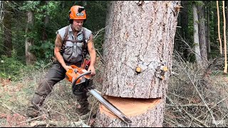 How to Cut a leaning tree down Pro faller tips [upl. by Suirauqed519]