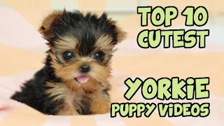 TOP 10 CUTEST YORKIE PUPPIES OF ALL TIME [upl. by Lerual715]