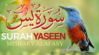 Surah Yasin Yaseen by Mishary Rashid Alafasy Beautiful voice Arabic HD 💙 سورۃ یٰس [upl. by Elleirua]