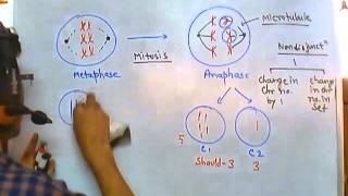 Nondisjunction of chromosome [upl. by Blas]