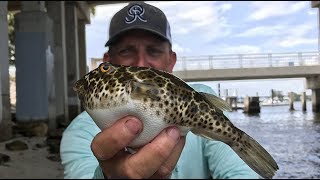 Diver Saves Puffer Fish Saving Puff Daddy [upl. by Amos]