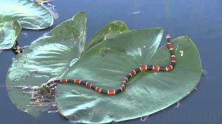 DEADLIEST SNAKE IN AMERICA  POISONOUS CORAL SNAKE SWIMS FAST ON THE WATER [upl. by Weaks]