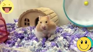 Hamsters mignons et drôles Vidéo drôle Animaux à mourir de rire 14 [upl. by Nabila]