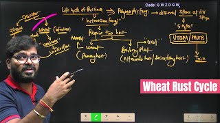 Wheat Rust Cycle  Puccinia Graminis  Uredospores  Plant Pathology  Agriculture RS Rajput [upl. by Ihc]