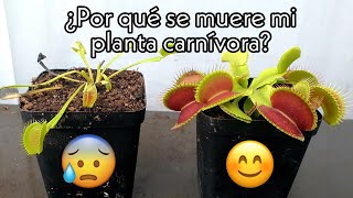 ¿Por qué se muere mi planta carnivora  Segunda Parte Etiolación [upl. by Penny]