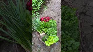 Picking Herbs from My Little Garden in the Village RuralCuisine shorts herbs [upl. by Nasya910]