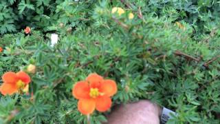 Potentilla Hopleys Orange [upl. by Zimmer688]