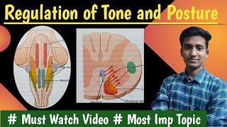 Regulation of tone and posture Decerebrate rigidity Righting reflexPhysiologyin hindiAshish [upl. by Crocker427]