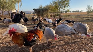 واحد من احسن المشاريع في البادية أجواء رائعة يوم جميل في البادية [upl. by Prendergast158]