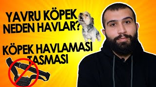 Yavru Köpekler Neden Havlar Köpek Havlaması Tasması Nasıl Kullanılır [upl. by Kissie]