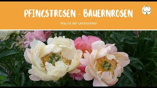 Was ist der Unterschied zwischen Bauernrose und Pfingstrose [upl. by Colton]