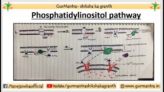 Phosphatidylinositol Signaling Pathway  Cell Signaling Pathway [upl. by Asilram321]