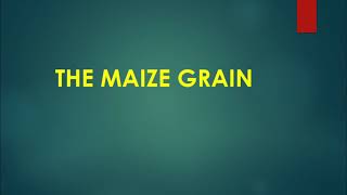 Structure of a maize grain [upl. by Burgwell987]