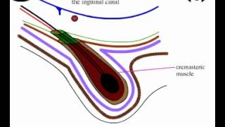 Surgical anatomy of inguinal canal [upl. by Barcot924]