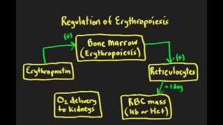 Schneid Guide to Regulation of Erythropoiesismp4 [upl. by Kenric]