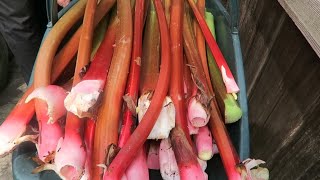 Harvesting Rhubarb Planted Sweetcorn Rigged Potatoes [upl. by Airamesor]