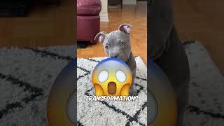 The 3 Scariest Dog Transformations  Cute to Deadly 😨 [upl. by Anovahs]