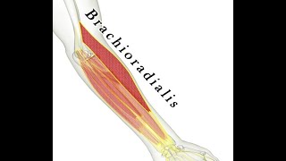 Two Minutes of Anatomy Brachioradialis Muscle [upl. by Carmen]