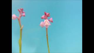 Polystachya rosea orchid [upl. by Maybelle950]