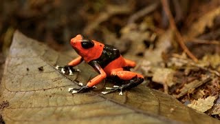 Oophaga lehmanni  Lehmanns poison frog [upl. by Vassili]