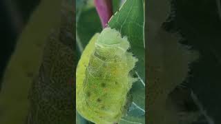 Caterpillars and Their Leafy Diet [upl. by Broadbent]