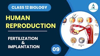 Fertilization and Implantation  Cleavage  Human Reproduction  Class 12 Biology  Dhimansbiology [upl. by Aser]