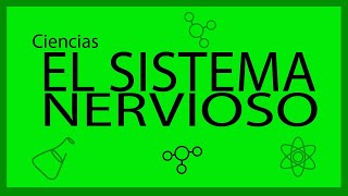 El Sistema Nervioso Partes y funciones [upl. by Germain]