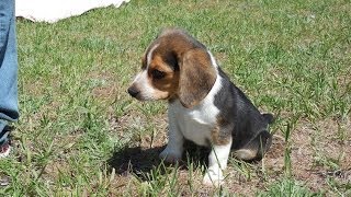 Buy a Pocket Beagle Puppy Tiny Beagles AKC Cute amp For Sale [upl. by Deuno506]