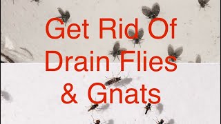 Get Rid of Drain Flies amp Gnats Fast and Easy [upl. by Mcgrath]