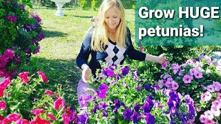 How to grow HUGE petunias [upl. by Aid]