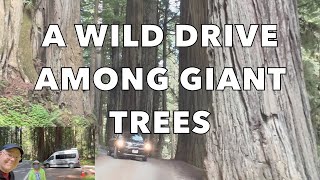 A WILD DRIVE THROUGH JEDEDIAH SMITH REDWOODS STATE PARKHOWLAND HILL ROADCALIFORNIAONTOUR 20 [upl. by Itnuahsa]