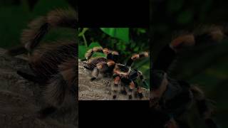 Tarantula Natures Most Horrifying Creature nature [upl. by Estella886]