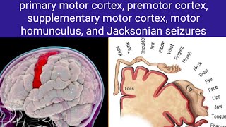 motor cortex [upl. by Mellie]