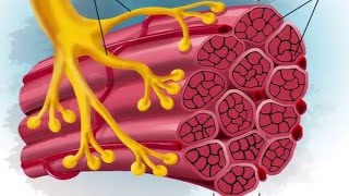 A Wearable Microscope for Visualization of Human Sarcomere Structure and Twitch Dynamics [upl. by Nitsugua247]