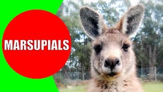 Marsupials for Kids – Marsupial Mammals – Marsupial Animals in Australia Tasmania and Americas [upl. by Esekram261]