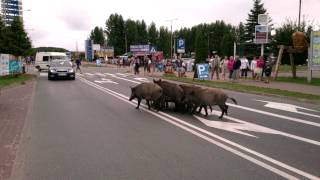 dziki krynica morska 23072013 [upl. by Aleris]