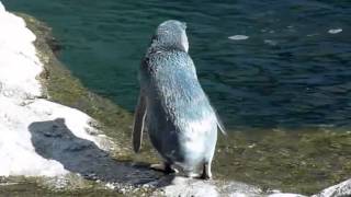 Little Blue PenguinMP4 [upl. by Korff]