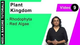 Plant Kingdom  NEET  Rhodophyta  Red Algae  Neela Bakore Tutorials [upl. by Skipton]