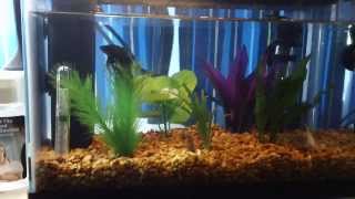 2 5 gallon Betta and cory tank Balanced [upl. by Olivie624]