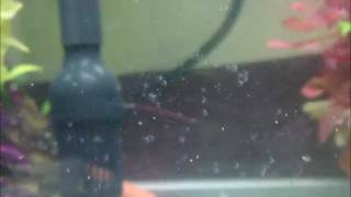 Fish Epistylis in Discus tank [upl. by Terrance]