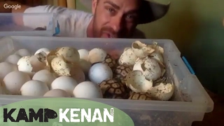 Tortoises Hatching Live [upl. by Alesram]