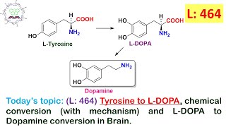 L 464Tyrosine to LDOPA mechanism amp LDOPA to Dopamine conversion in Brain by Dr Tanmoy Biswas [upl. by Jenkins844]