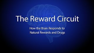 The Reward Circuit How the Brain Responds to Natural Rewards and Drugs [upl. by Akina]